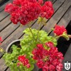 Pelargonium 'Brighstone' - Pelargoon 'Brighstone' P9/0,55L